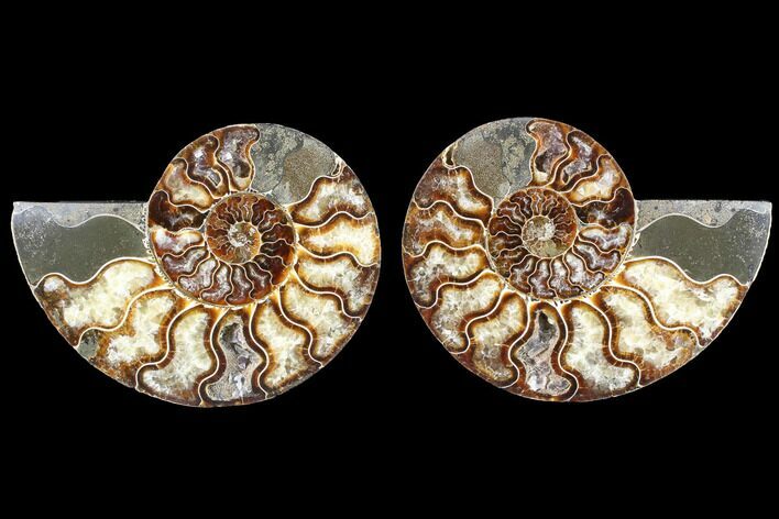 Cut & Polished Ammonite Fossil - Agatized #88420
